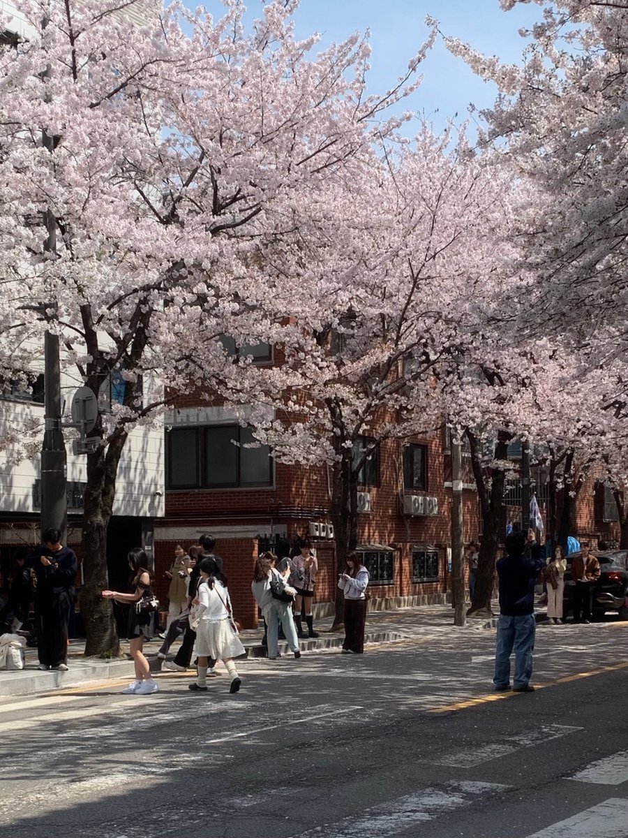 svtxu_o97's tweet photo. 桜ってほんとにかわいい🌸
桜の季節終わってほしくない~т т https://t.co/fOI5xbQO7P