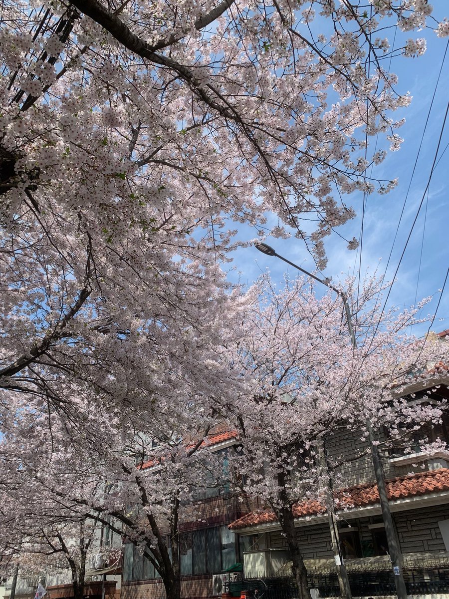 svtxu_o97's tweet photo. 桜ってほんとにかわいい🌸
桜の季節終わってほしくない~т т https://t.co/fOI5xbQO7P