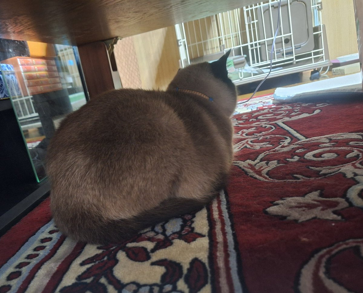 カピバラさん🐹 tweet media
