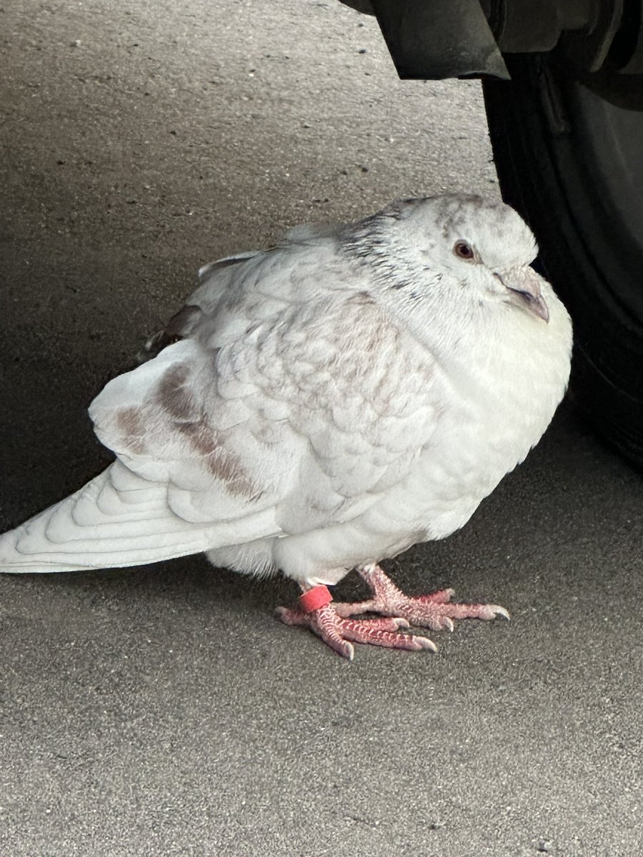 tcYZRLdPsIG5NBJ's tweet image. #迷子の鳥
#迷子の鳩