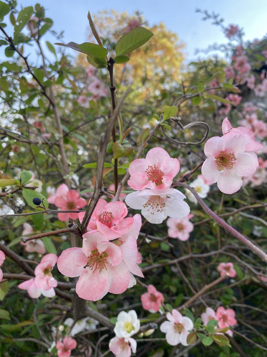 桜ではないですが、先日春を見つけました✨
春はお誕生日があるっていうのもあるけど、桜も好きだし、街中にピンクのものが増えて、あったかくなってきて、すごく好きな季節です🌸
