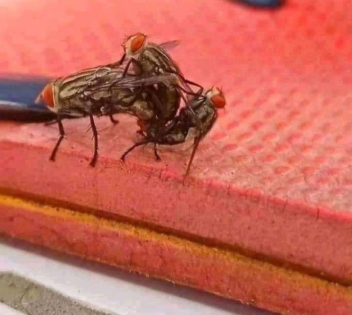 UGO & The Big Steppers tweet media