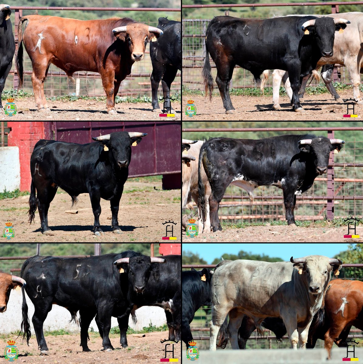 TorosenToledo tweet media