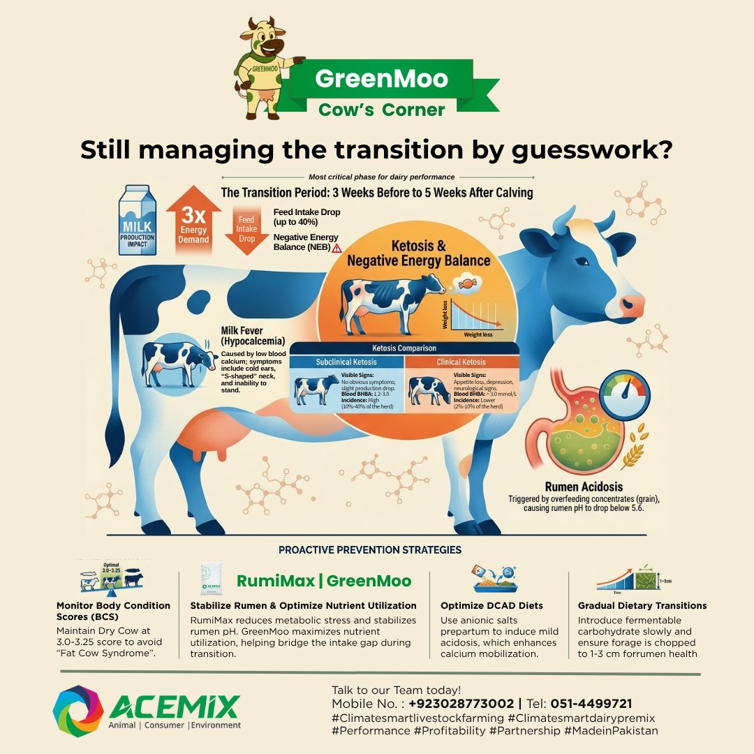ACEMIX_OFFICIAL's tweet image. 🐄Still managing the transition by guesswork?  The weeks around calving are the most critical for dairy performance — feed intake drops, energy demand triples, &amp;amp; rumen health is under pressure. RumiMax and GreenMoo help your cows stay balanced and productive throughout. #ACEMIX