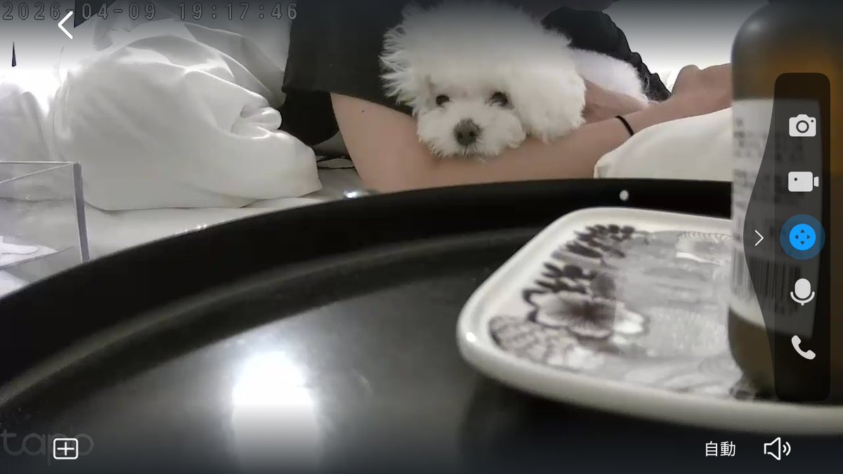 hkr_jgimsld's tweet photo. 犬と暮らすデメリットとかないから https://t.co/TiFmrbn15Z