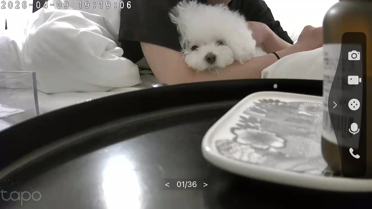 hkr_jgimsld's tweet photo. 犬と暮らすデメリットとかないから https://t.co/TiFmrbn15Z