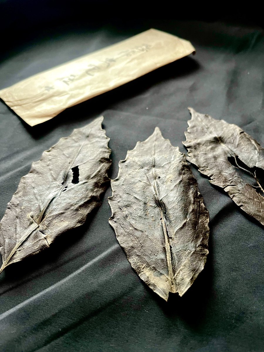 関根津トム Sekinetu Tom tweet media