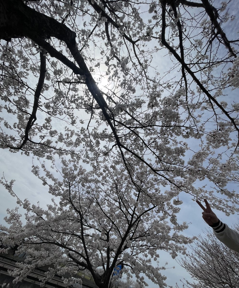 🥦きらら🥦 tweet media