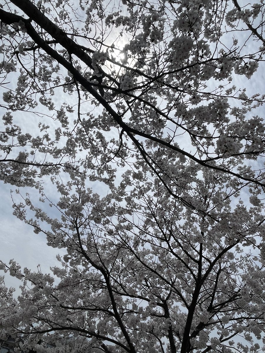 🥦きらら🥦 tweet media