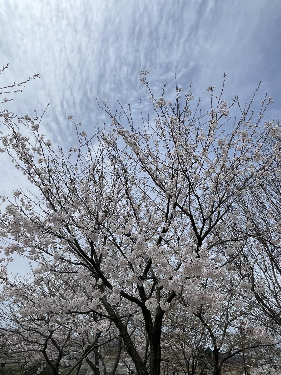 🥦きらら🥦 tweet media