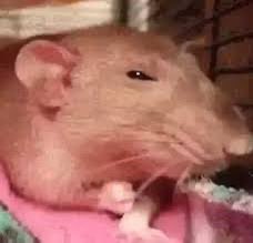 Cristopher Pavkovic tweet media