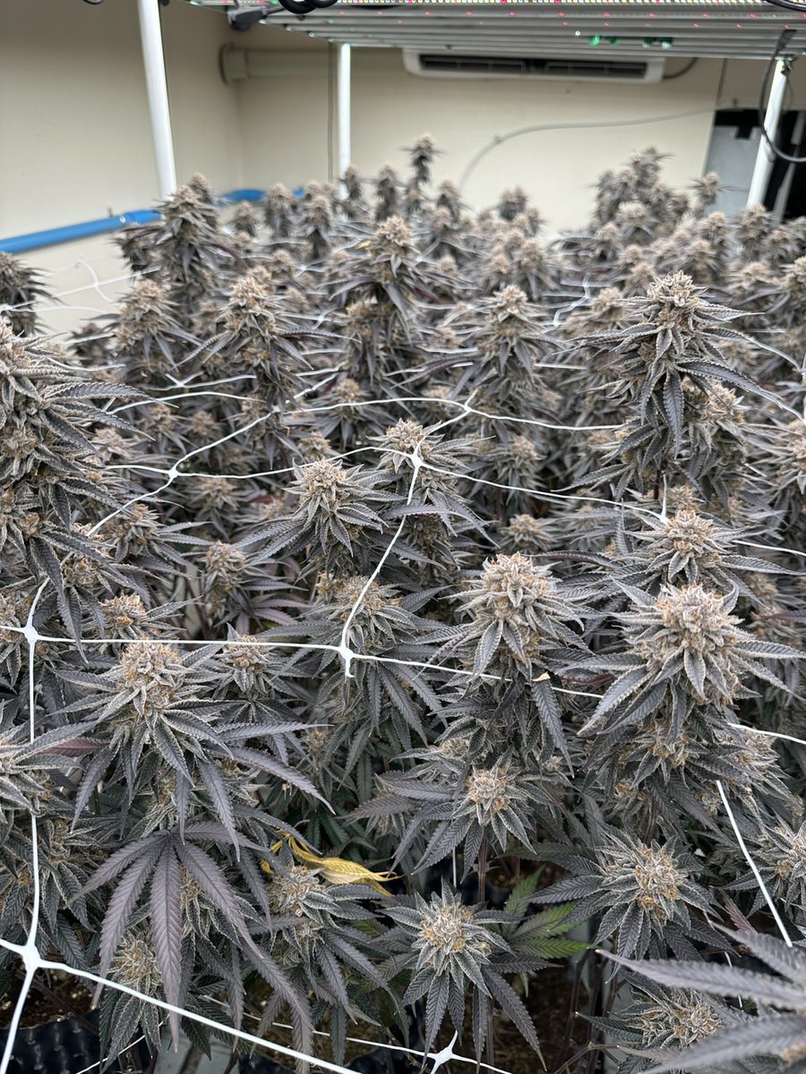 SAKURA🇯🇵🇹🇭SAMURAI WEED tweet media