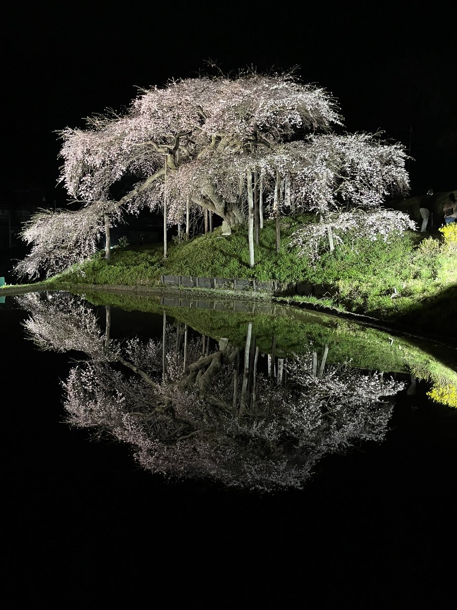 高橋わな美 tweet media