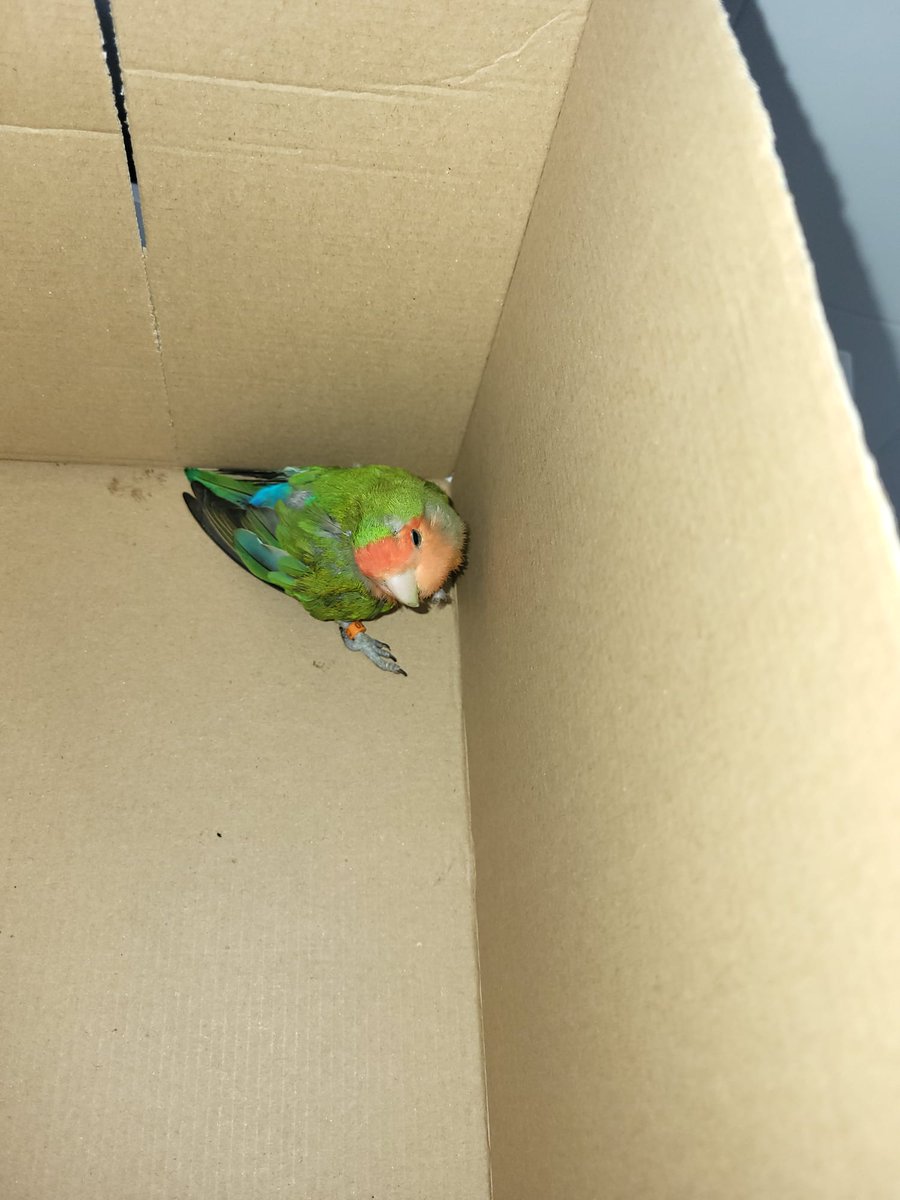 PLPueblacazalla's tweet photo. POLICIA LOCAL INFORMA: se encuentra en Jefatura un inseparable encontrado en la vía pública...si alguien lo echa de menos puede pasarse por el...! https://t.co/EC1Lq47Oaj