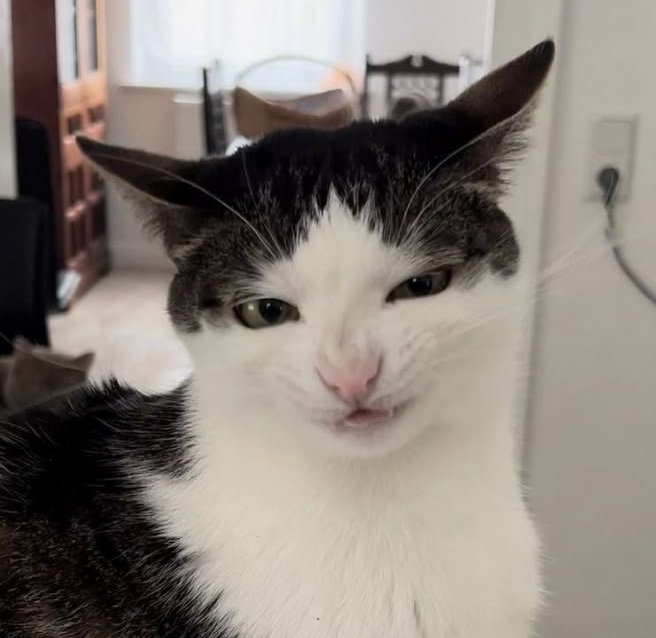 カナタ 👹 tweet media