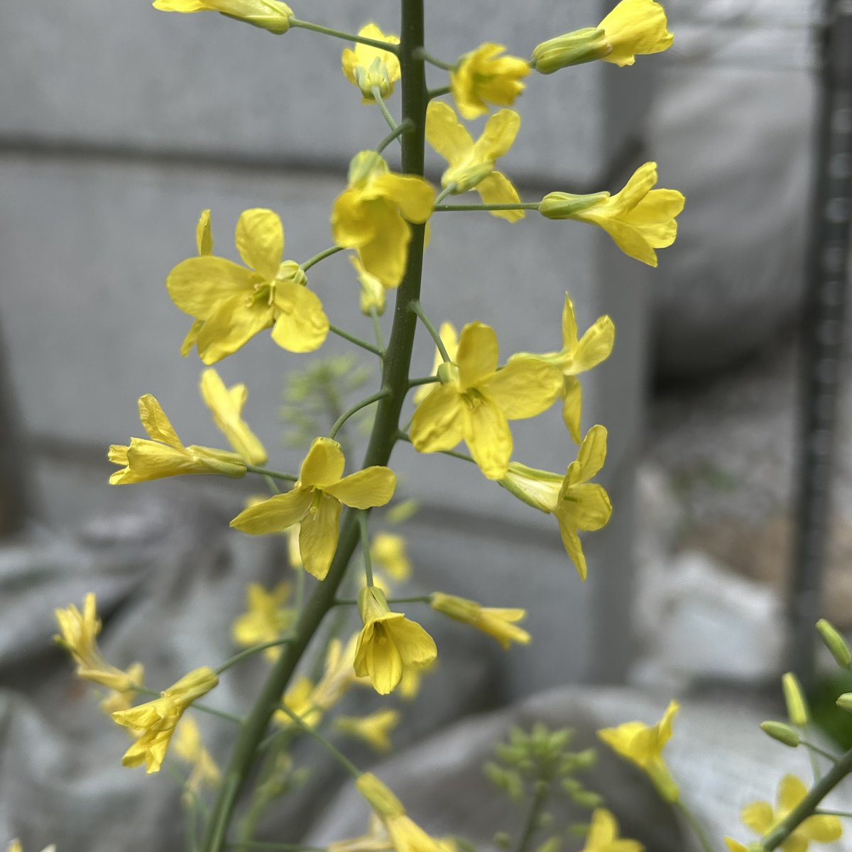 めてりん@みん⭐︎トラ33 L-04 tweet media