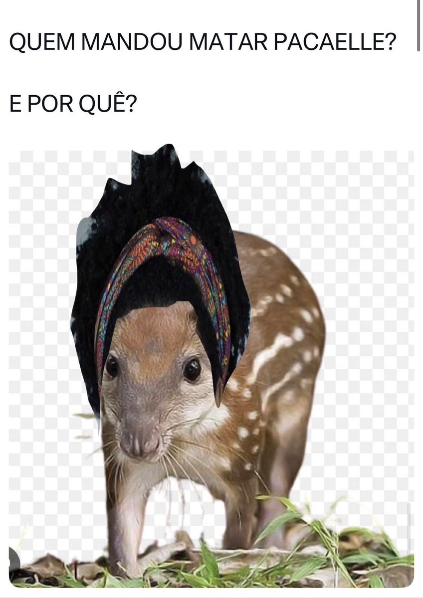 Cristina Suazo tweet media