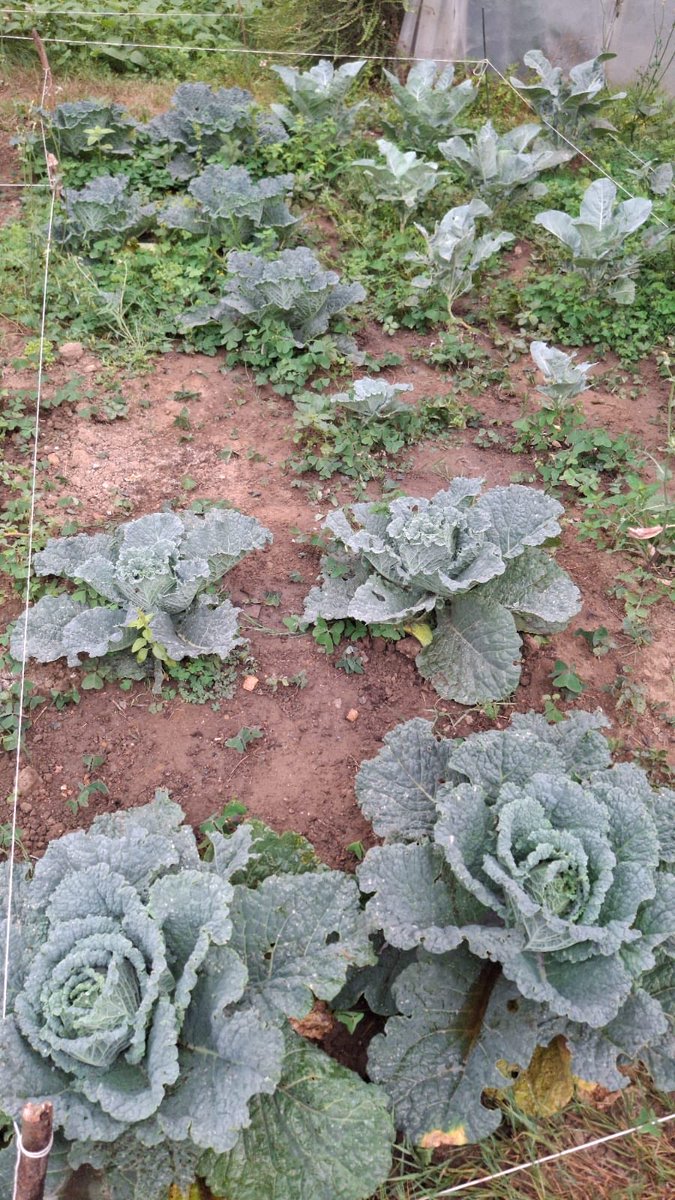 AFESA ASTURIAS tweet media