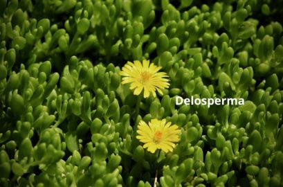 BloomingSecrets tweet media