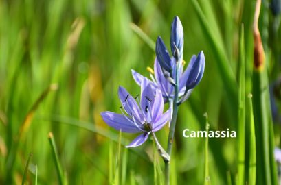 BloomingSecrets tweet media