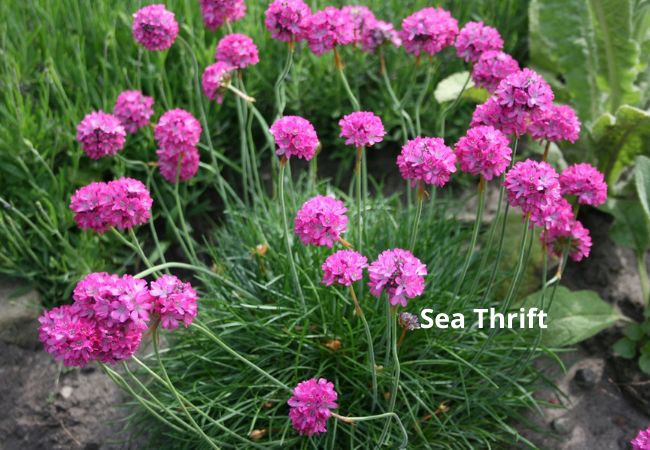 BloomingSecrets tweet media