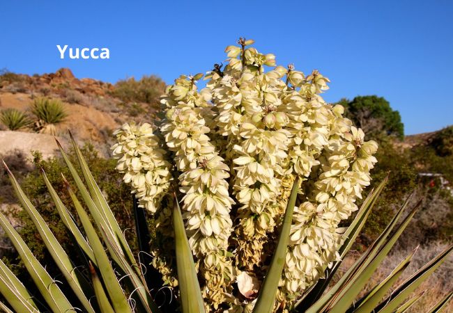 BloomingSecrets tweet media