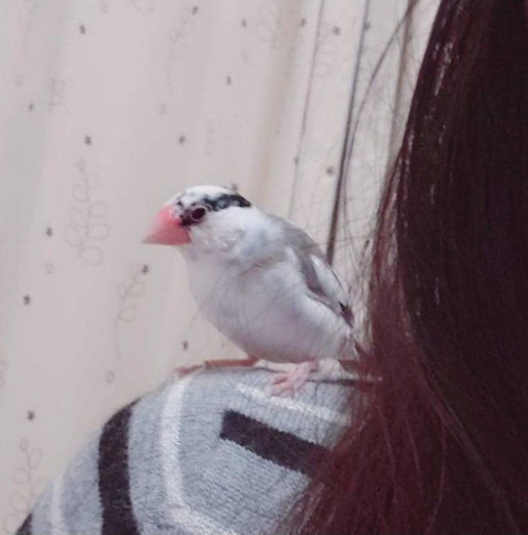RXPIKO's tweet photo. 2020/1/20
ボサボサの鈴ちゃんと人間 https://t.co/18SKaFobSp