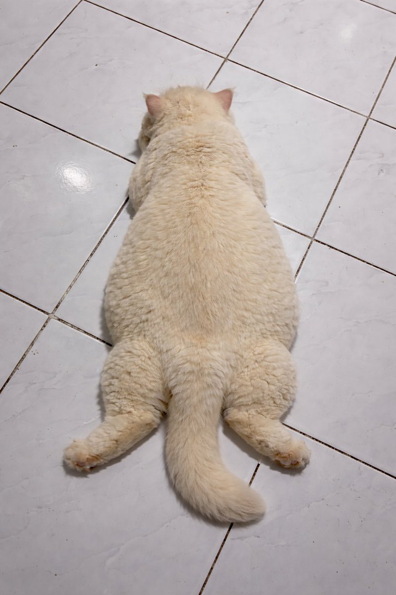 𝙠𝙚𝙧𝙞𝙩𝙞𝙣𝙜𝙧𝙖𝙢𝙗𝙪𝙩 𐂂 tweet media