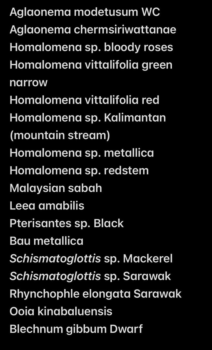 BlackLeaf tweet media