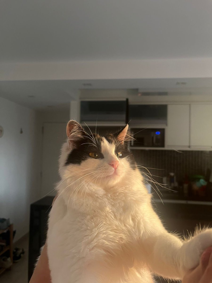 deni & the jets tweet media