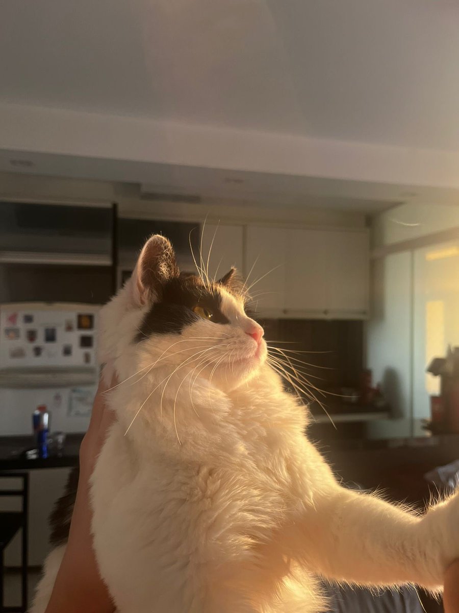 deni & the jets tweet media