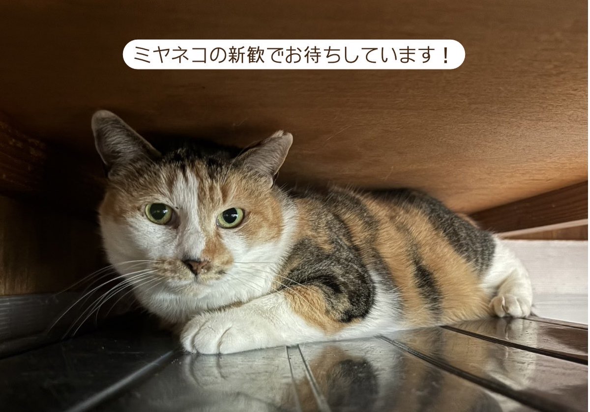 ミヤネコ(宇都宮大学保護猫サークル) tweet media