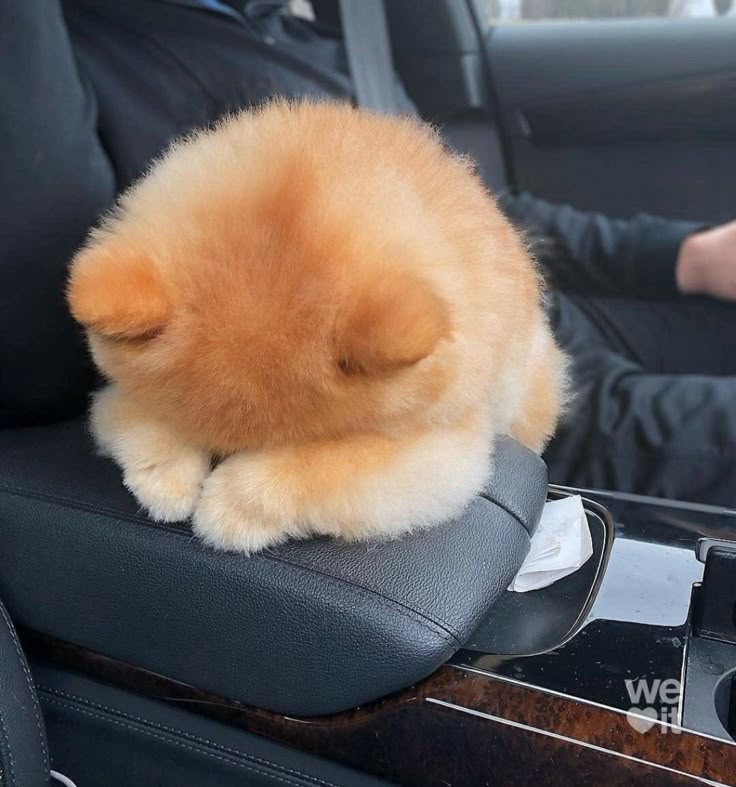 MoguMogu🪷🦢 tweet media