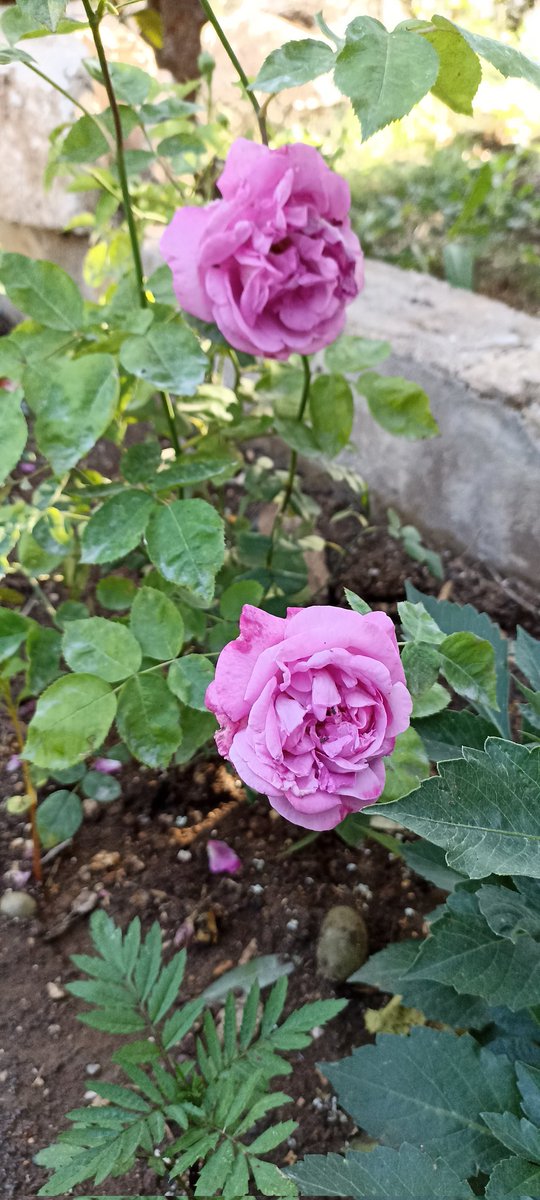 غريب tweet media