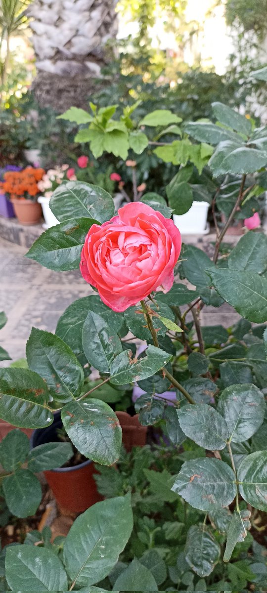 غريب tweet media