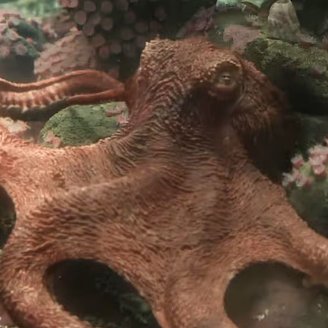 ScreenTime tweet media