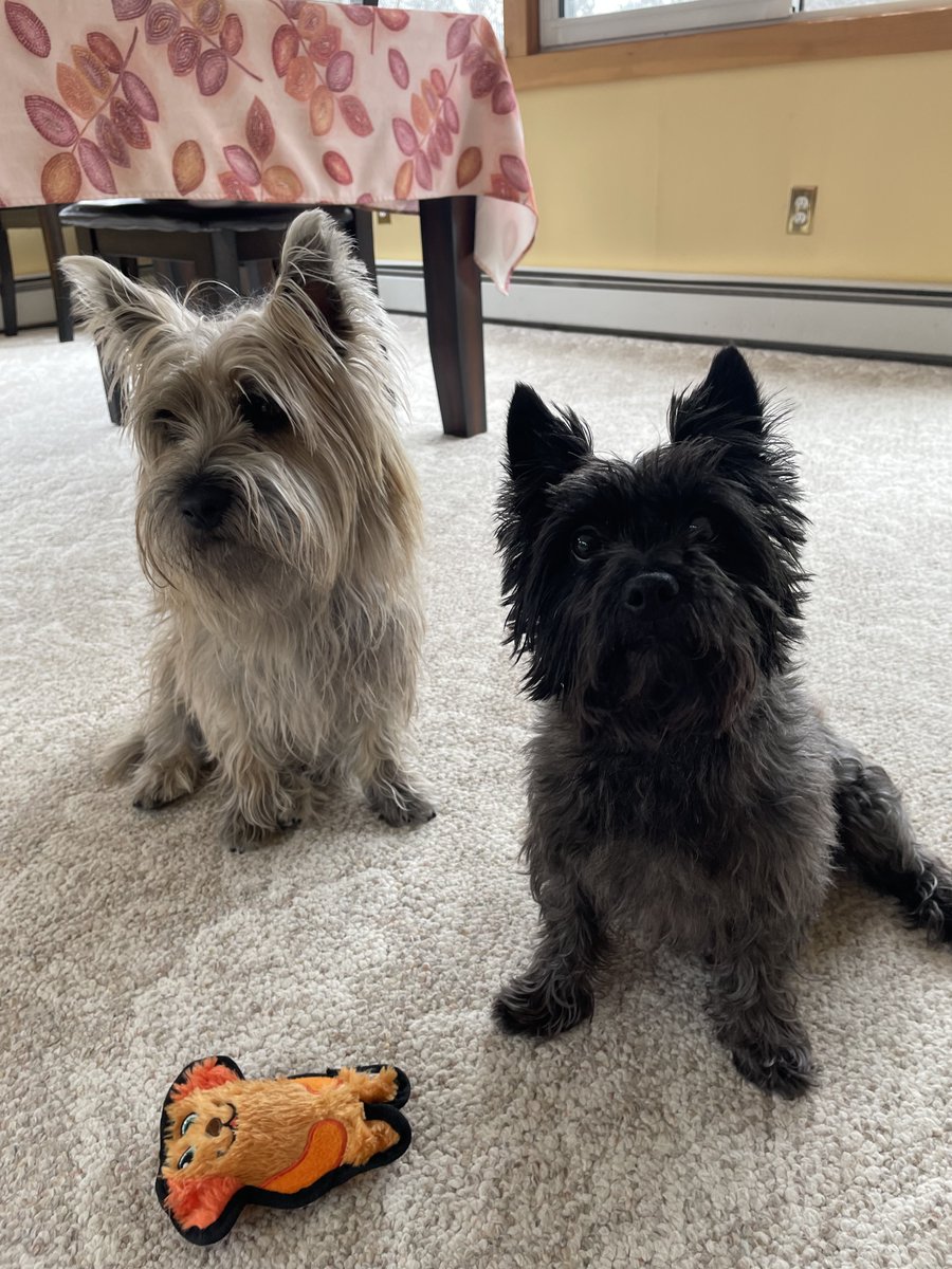 Welly the unstoppable bean machine tweet media