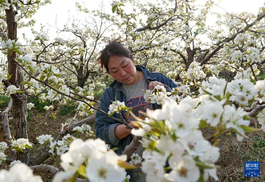 Chinadaily_CH's tweet image. 【河北遷安：梨花綻放滿園春】
近日，#中國 #河北省 遷安市的梨樹陸續開花，果農搶抓農時進行疏花授粉，構成一幅美麗的鄉村畫卷。#梨花