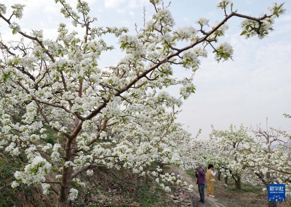 Chinadaily_CH's tweet image. 【河北遷安：梨花綻放滿園春】
近日，#中國 #河北省 遷安市的梨樹陸續開花，果農搶抓農時進行疏花授粉，構成一幅美麗的鄉村畫卷。#梨花