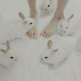 bunny tweet media