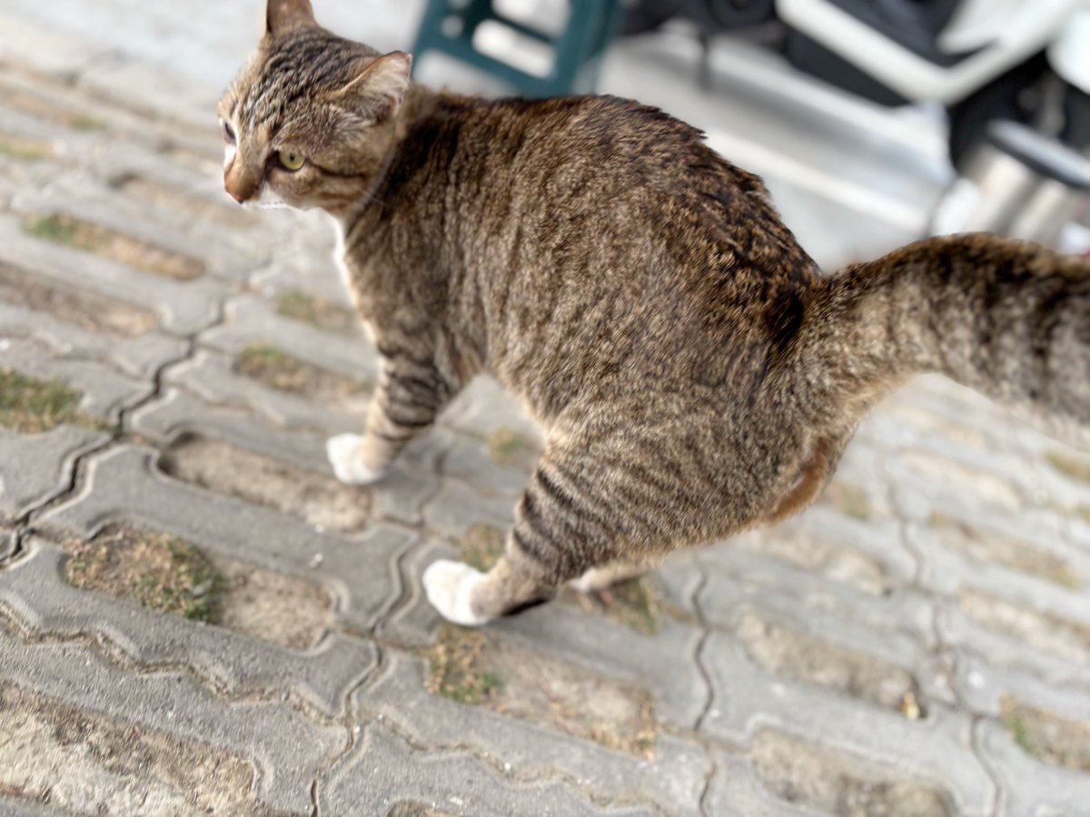 阿嬌的人類室友循環 tweet media