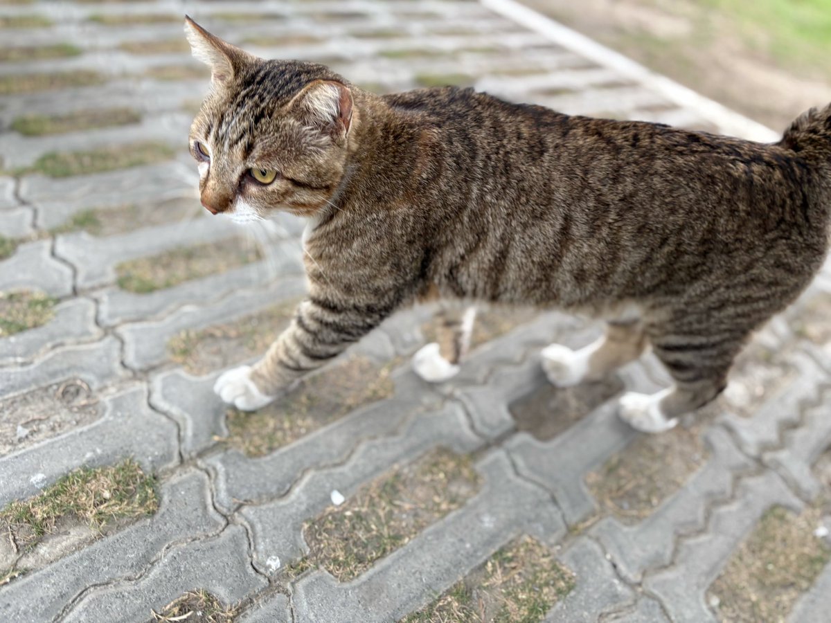 阿嬌的人類室友循環 tweet media