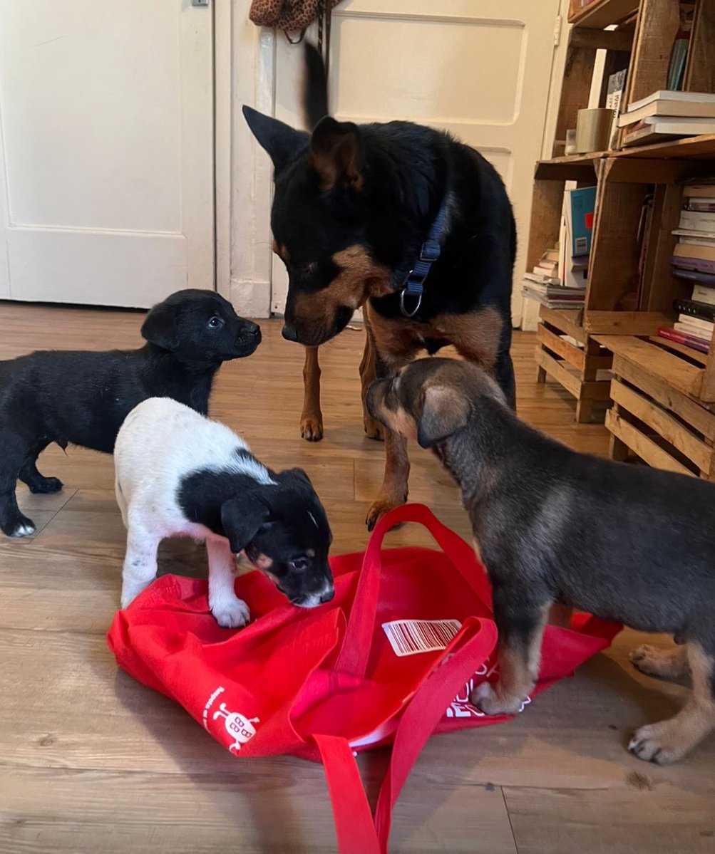 Ya hay varios interesados en Bimba y en Rumba. A partir de la semana que viene ya no tendré que pagar pensión para Bruna solo mandar alimento ☺️

Fue muy difícil que una pensión me lo aceptara y necesito pagar las deudas que todavía hay: 3900 pesos 

Ojalá nos puedan ayudar