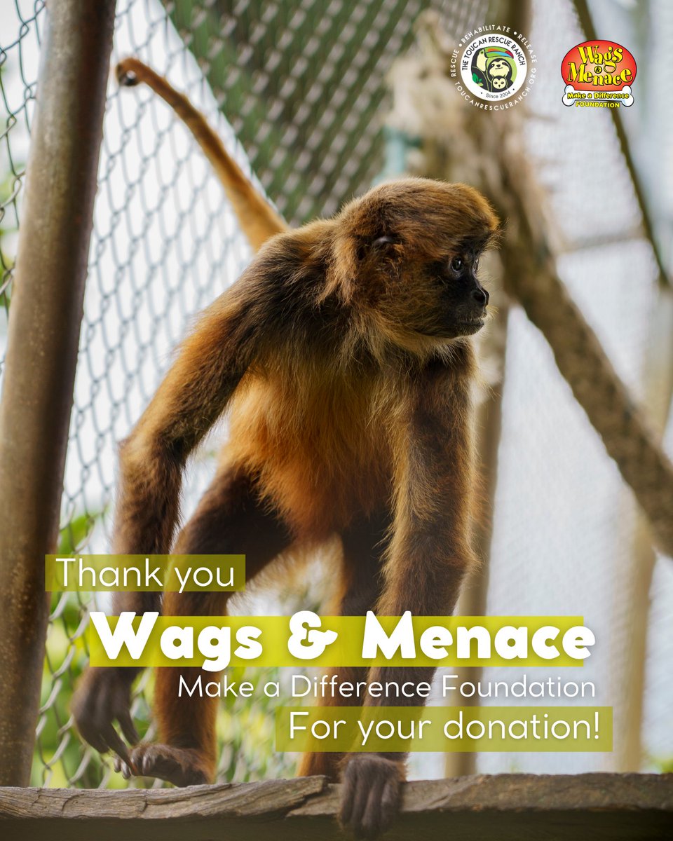 ToucanRescue's tweet photo. 💛  On this Thankful Thursday, we celebrate the generosity of the Wags and Menace Make a Difference Foundation! This remarkable foundation is a key supporter of animal welfare initiatives across the globe!

➡️ Learn more about them here: https://t.co/GE1broRsjo https://t.co/xowGHVs2I9