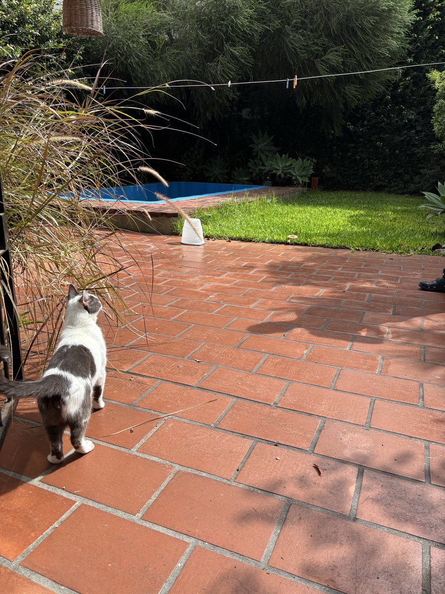 La loca de los gatos tweet media