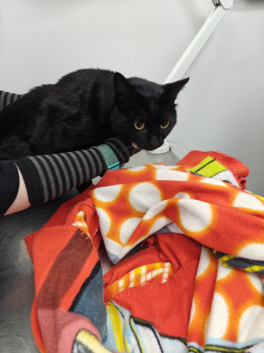 ☃️Oki Spooky Navideña🎄🎃🍁 tweet media