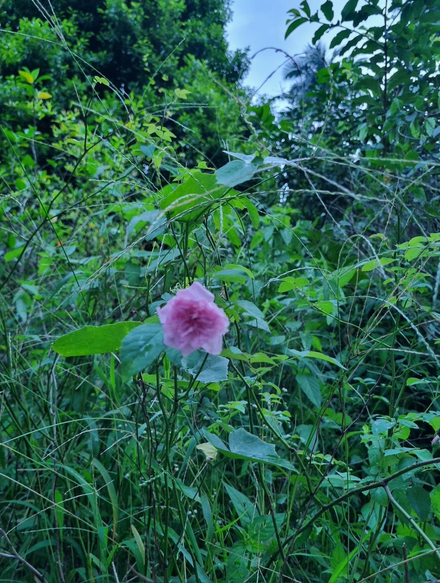 Neetha Muraleedharan tweet media