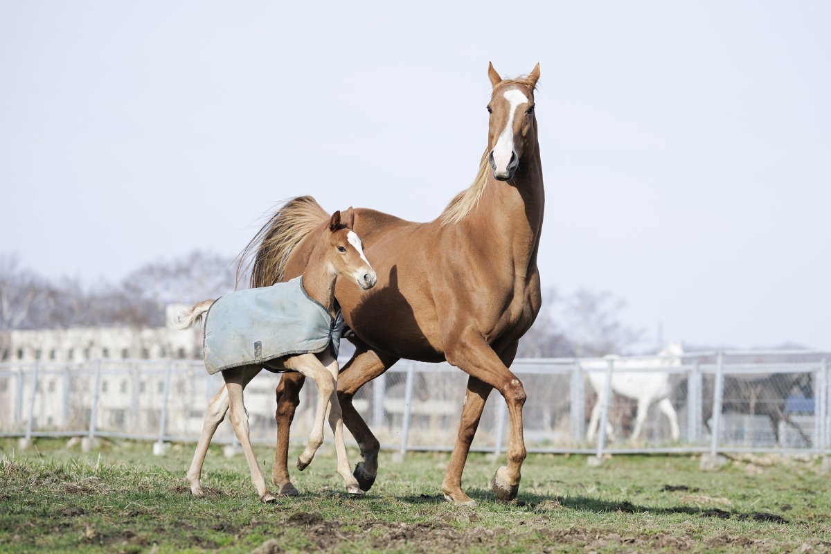 小久保巌義　馬関連フォトグラファーです。 tweet media