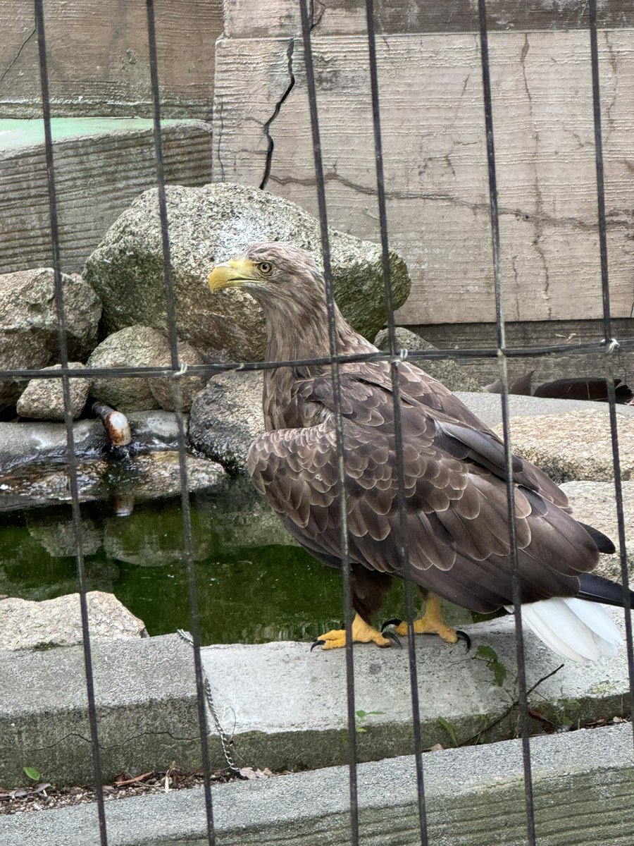 カイロンどん tweet media