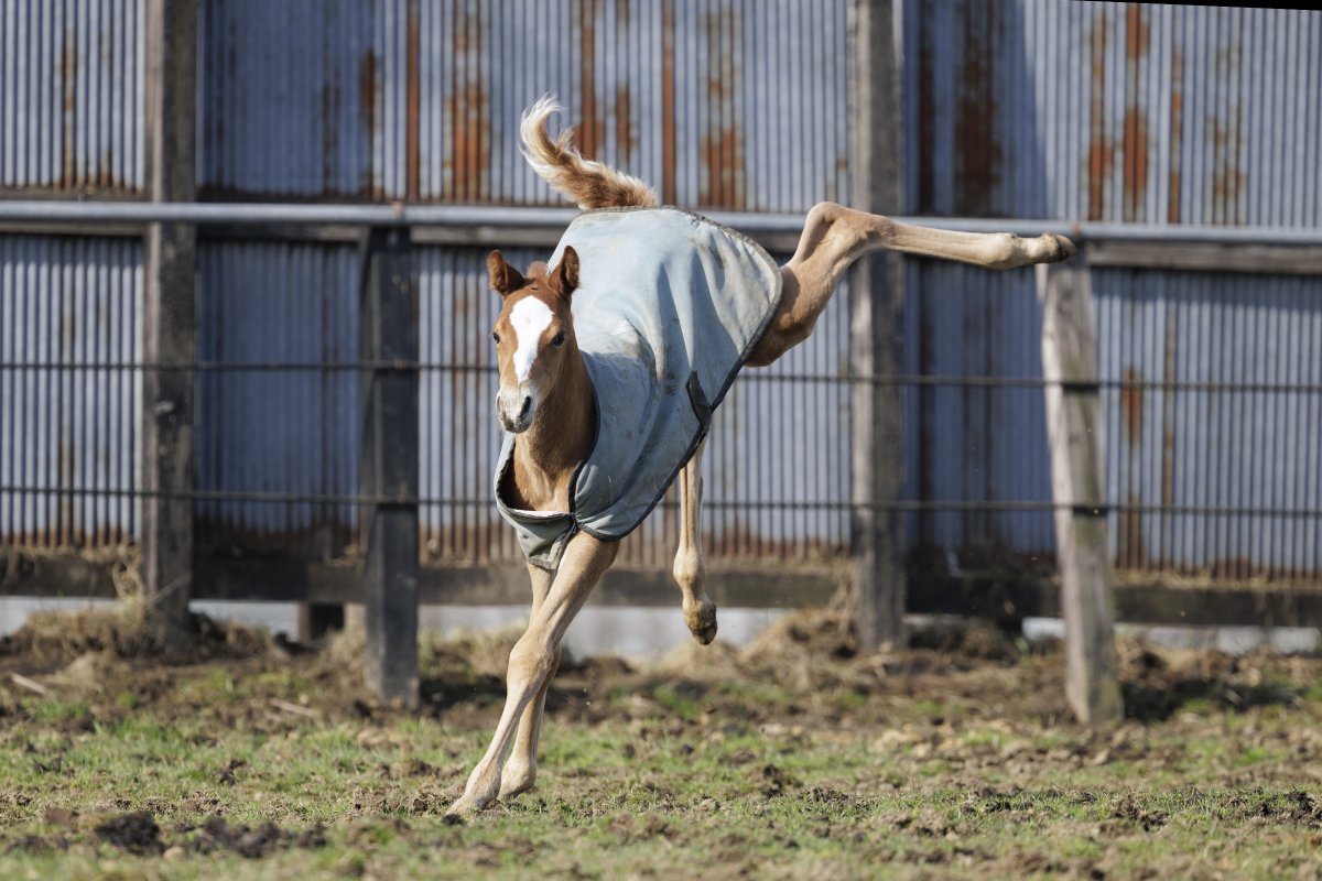小久保巌義　馬関連フォトグラファーです。 tweet media